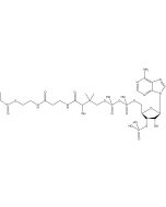 Propionyl Coenzyme A, [1-14C]-