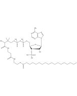 Stearoyl coenzyme A, [stearoyl-1-14C]-