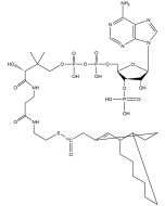 Oleoyl Coenzyme A, [oleoyl-1-14C]-