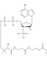 Acetyl Coenzyme A, [3H]-