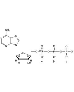 [alpha-P33]dATP, 3000 Ci/mmol, 12 mCi/ml