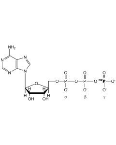 [gamma-P32]ATP, 500 Ci/mmol, 10 mCi/ml