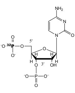 [5'-P32]pCp, 6000 Ci/mmol, 10 mCi/ml