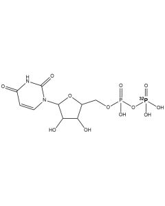 [beta-P32]UDP, 6000 Ci/mmol, 10 mCi/ml