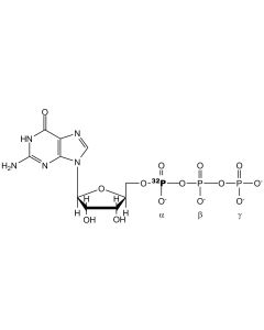 [alpha-P32]GTP, 5000 Ci/mmol, 20 mCi/ml