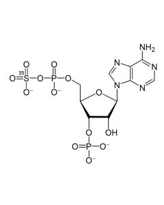 3'-Phosphoadenosine-5'-phosphosulfate, [35S]- (PAPS, [35S]-)