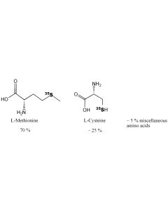 [S35]Met-label, 1000 Ci/mmol, 6 mCi/ml