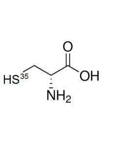 L-[S35]Cysteine, 1000 Ci/mmol, 10 mCi/ml