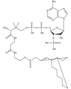 Oleoyl Coenzyme A, [oleoyl-1-14C]-
