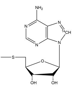 5'-Deoxy-5'-methylthioadenosine, [8-14C]-