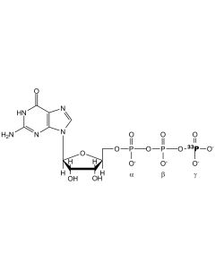 [gamma-P33]GTP, 3000 Ci/mmol, 20 mCi/ml