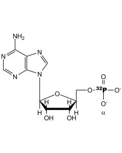 [alpha-P32]AMP, 6000 Ci/mmol, 10 mCi/ml