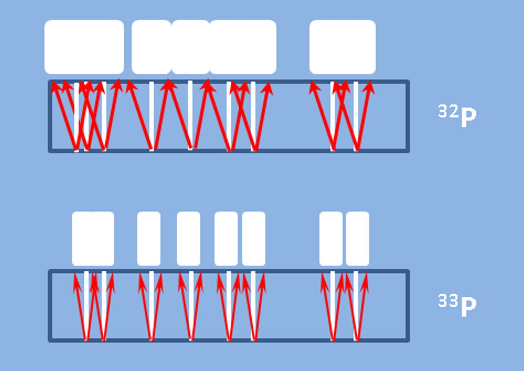 Comparison of P-32 and P-33 resolution in autoradiography
